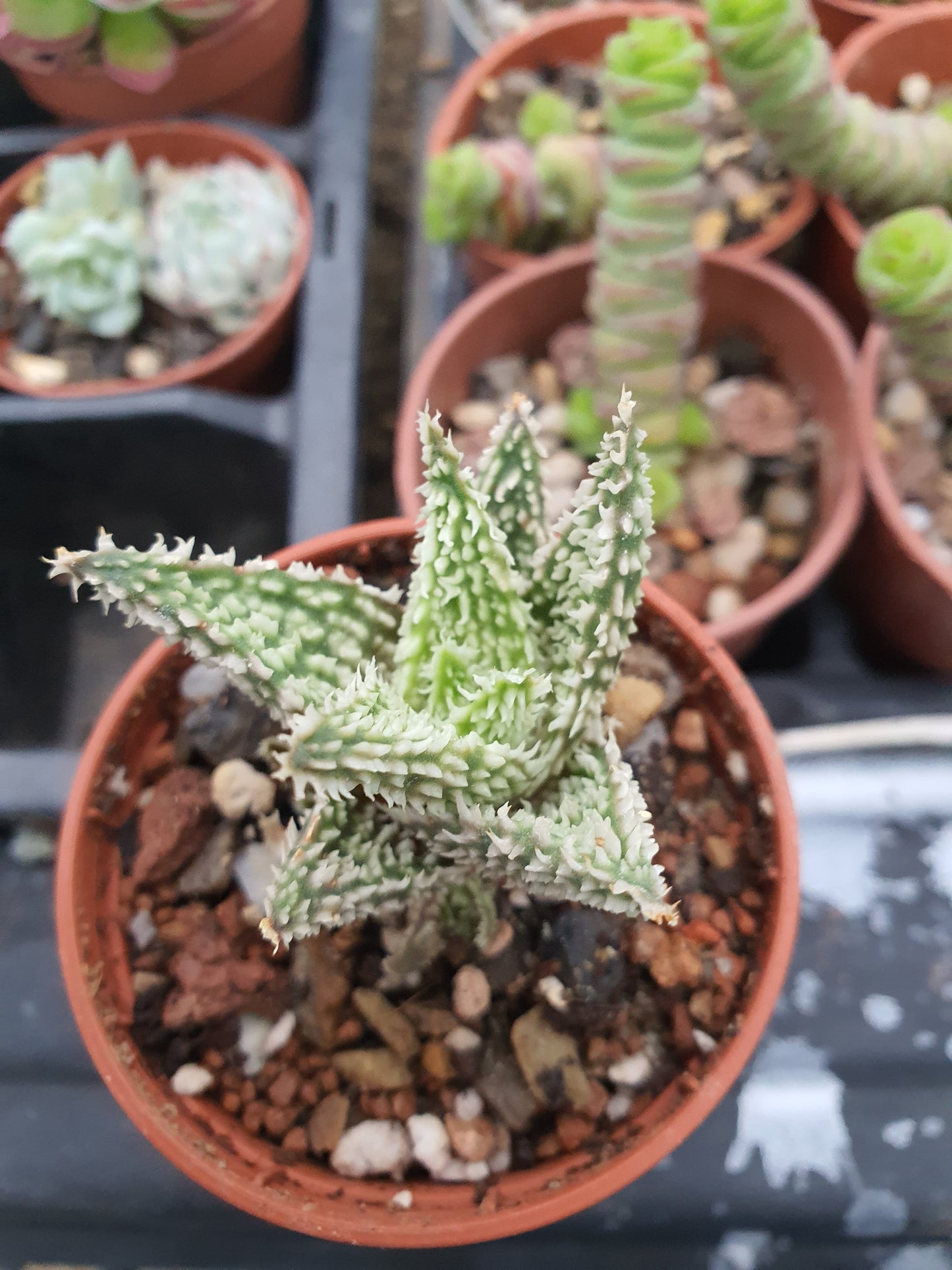 Aloe 'Sugar Crystal' | Hybrid Aloe