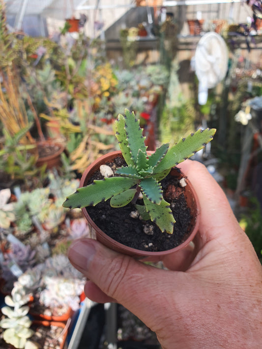 Kalanchoe tubiflora | Chandelier Plant | Mother of Millions