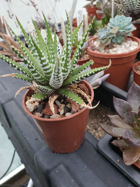 Haworthia 'Big Band' | Haworthiopsis fasciala 'Big Band' | Little Zebra Plant | UK Grown