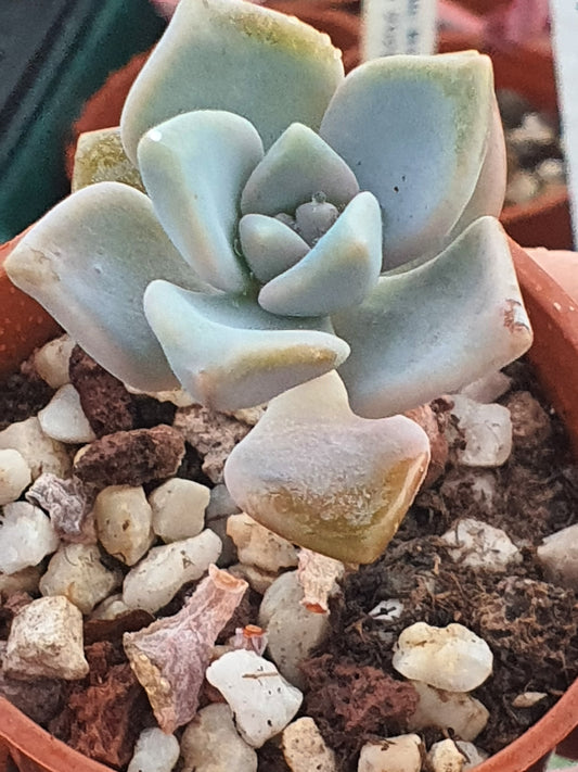 x Graptoveria 'Titubans' - UK grown houseplant - Barney Plants