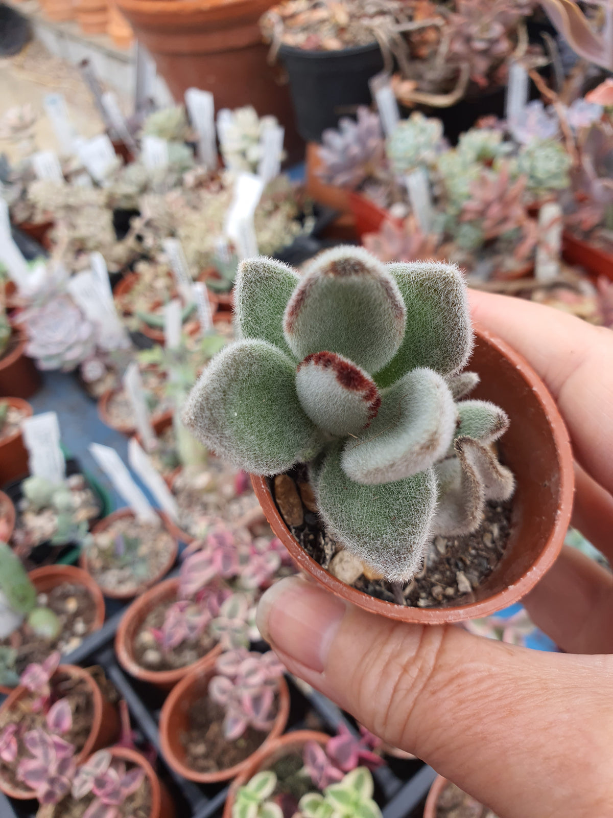Kalanchoe tomentosa - Panda Plant