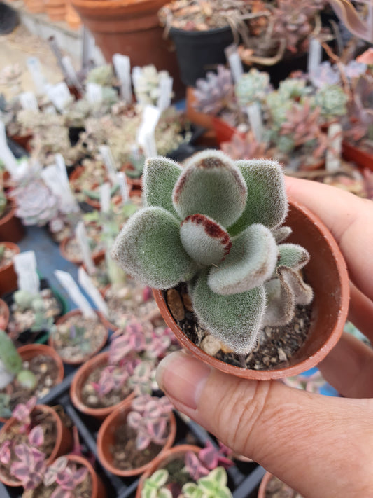 Kalanchoe tomentosa - Panda Plant