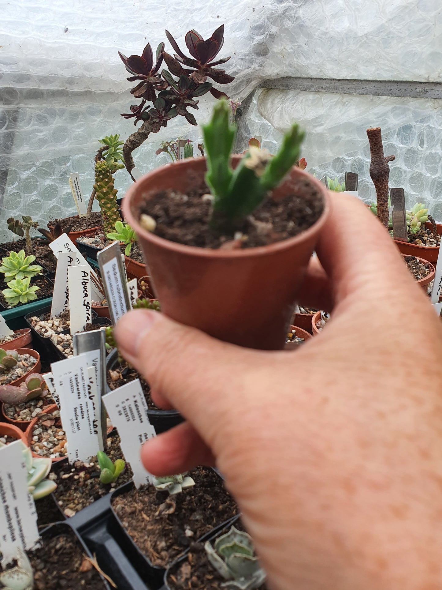 Stapelia hirsuta | Star-Fish flower | Carrion Flower