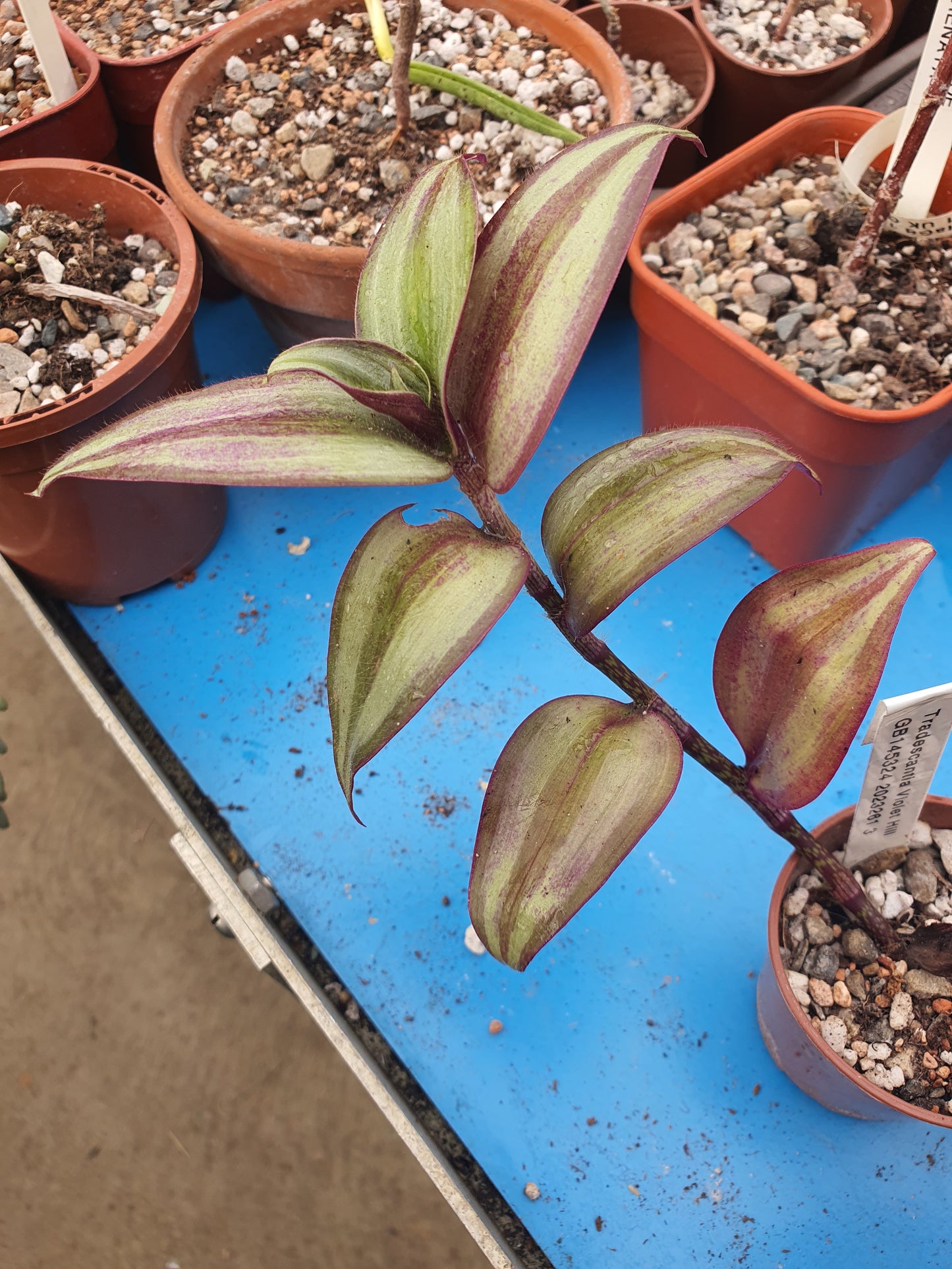 Tradescantia 'Violet Hill' (Wondering Dew Violet Hill ) Plant