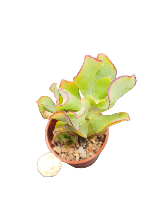 Crassula arborescens cv — Silver Jade plant / Chinese Jade