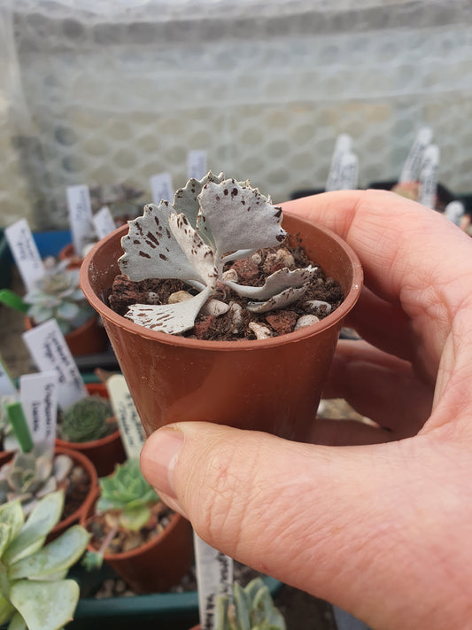 Kalanchoe rhombopilosa ( Pies from Heaven)plant