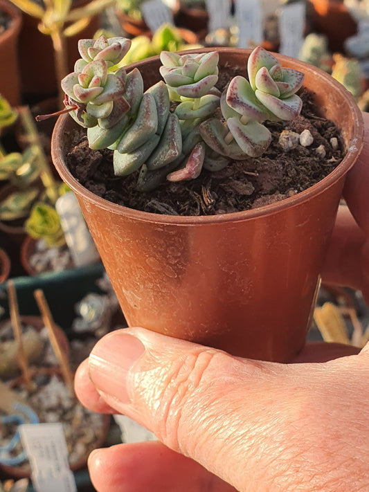 Crassula perforata 'Nealeana' - UK grown houseplant - Barney Plants
