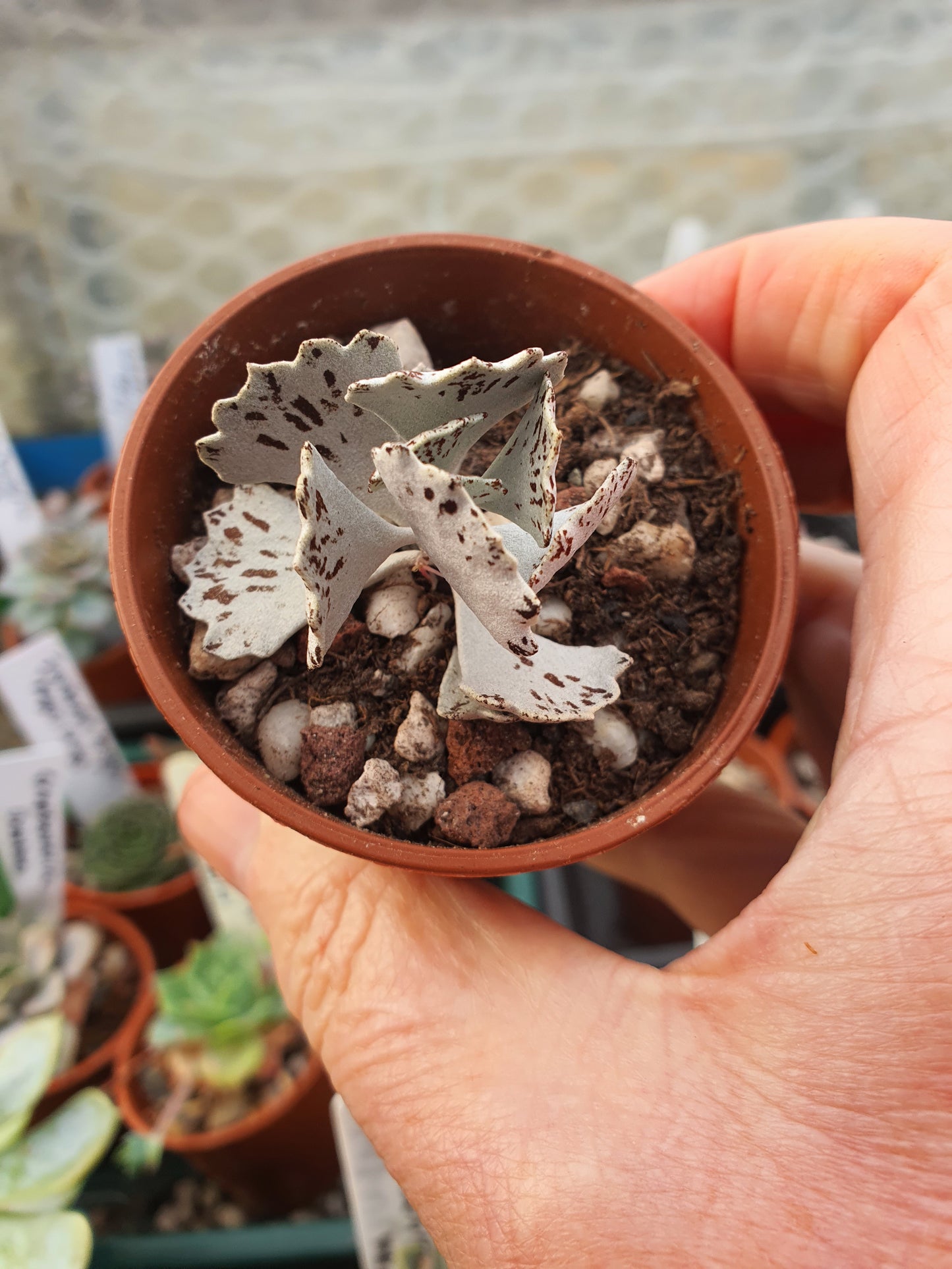 Kalanchoe rhombopilosa ( Pies from Heaven)plant