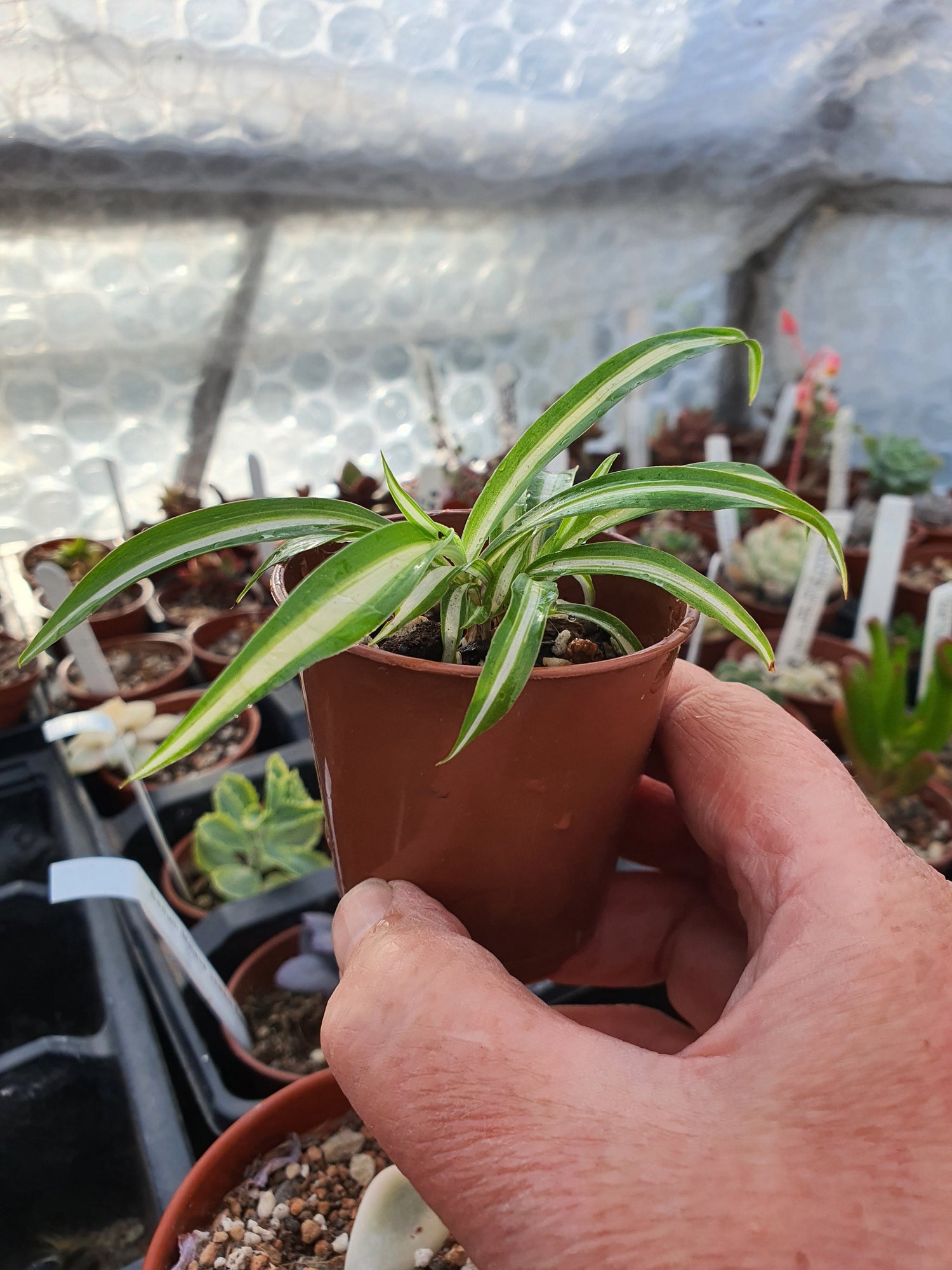 House Plants