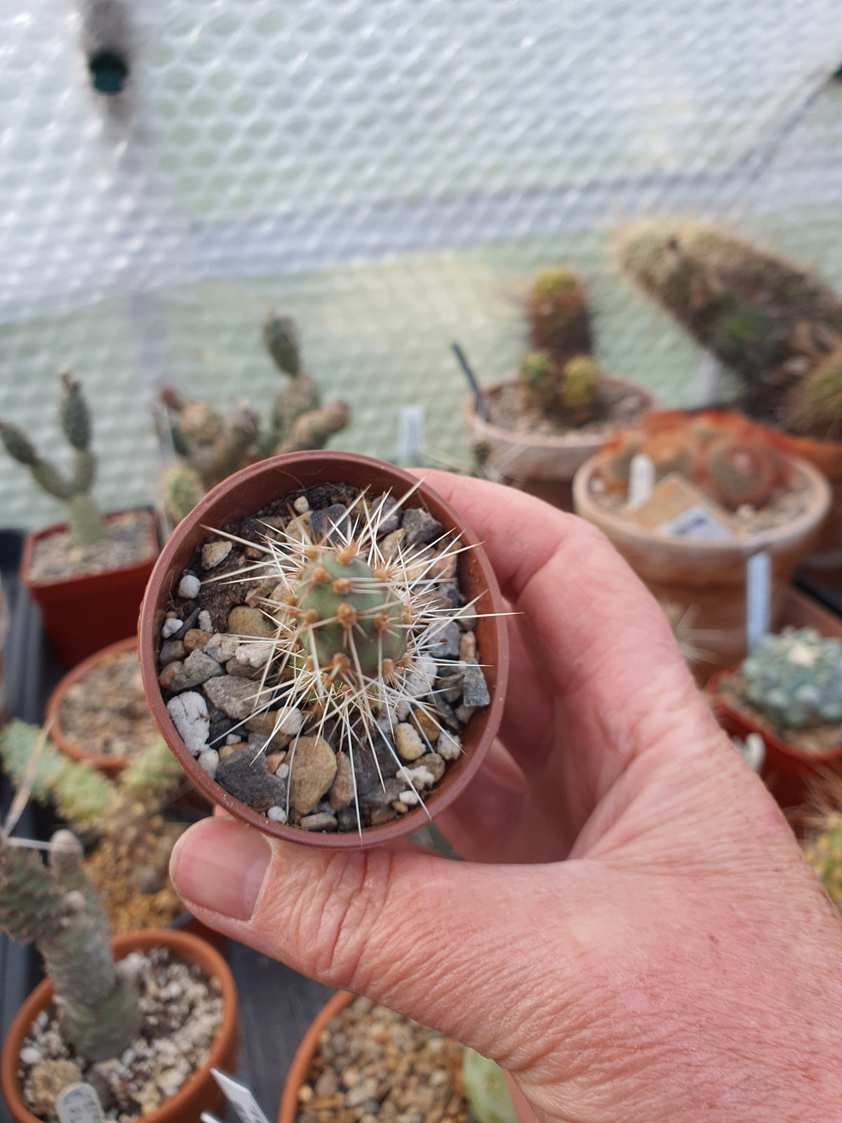 Tephrocactus | Pine cone Cactus| 🇬🇧 UK grown - UK grown houseplant - Barney Plants