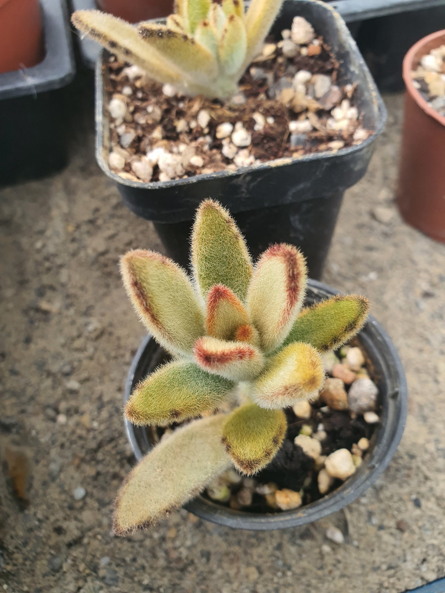 Panda Plant