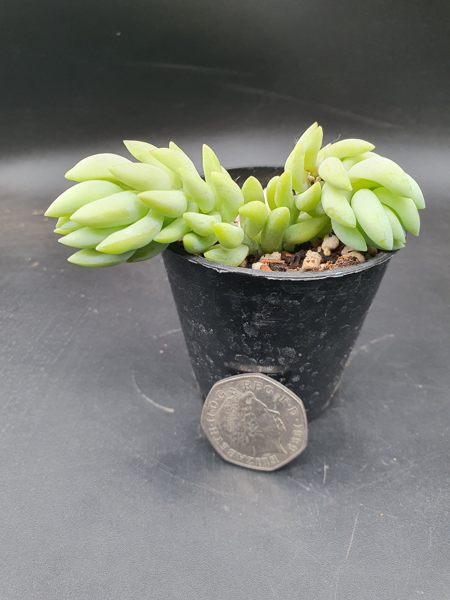 Burro's Tail