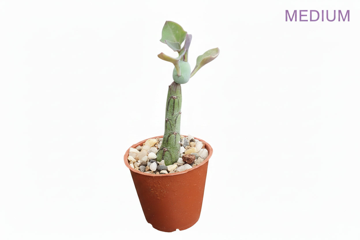 Candle plant medium