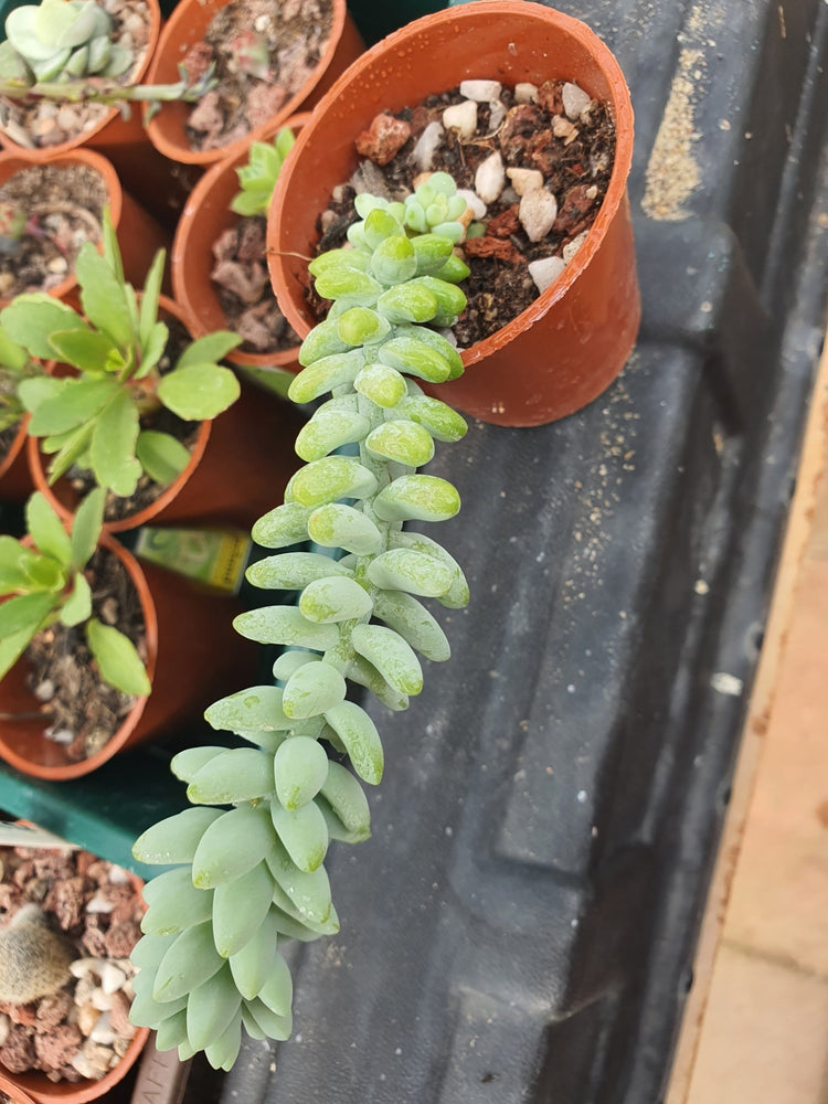 Baby Burro's Tail
