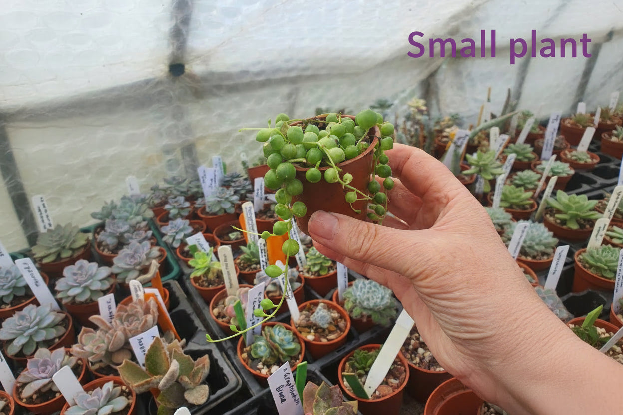 Bead plant
