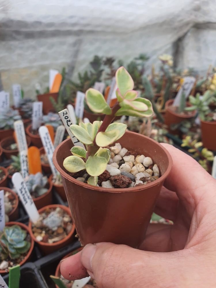 Portulacaria