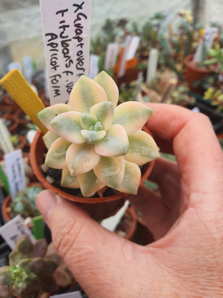 Succulents