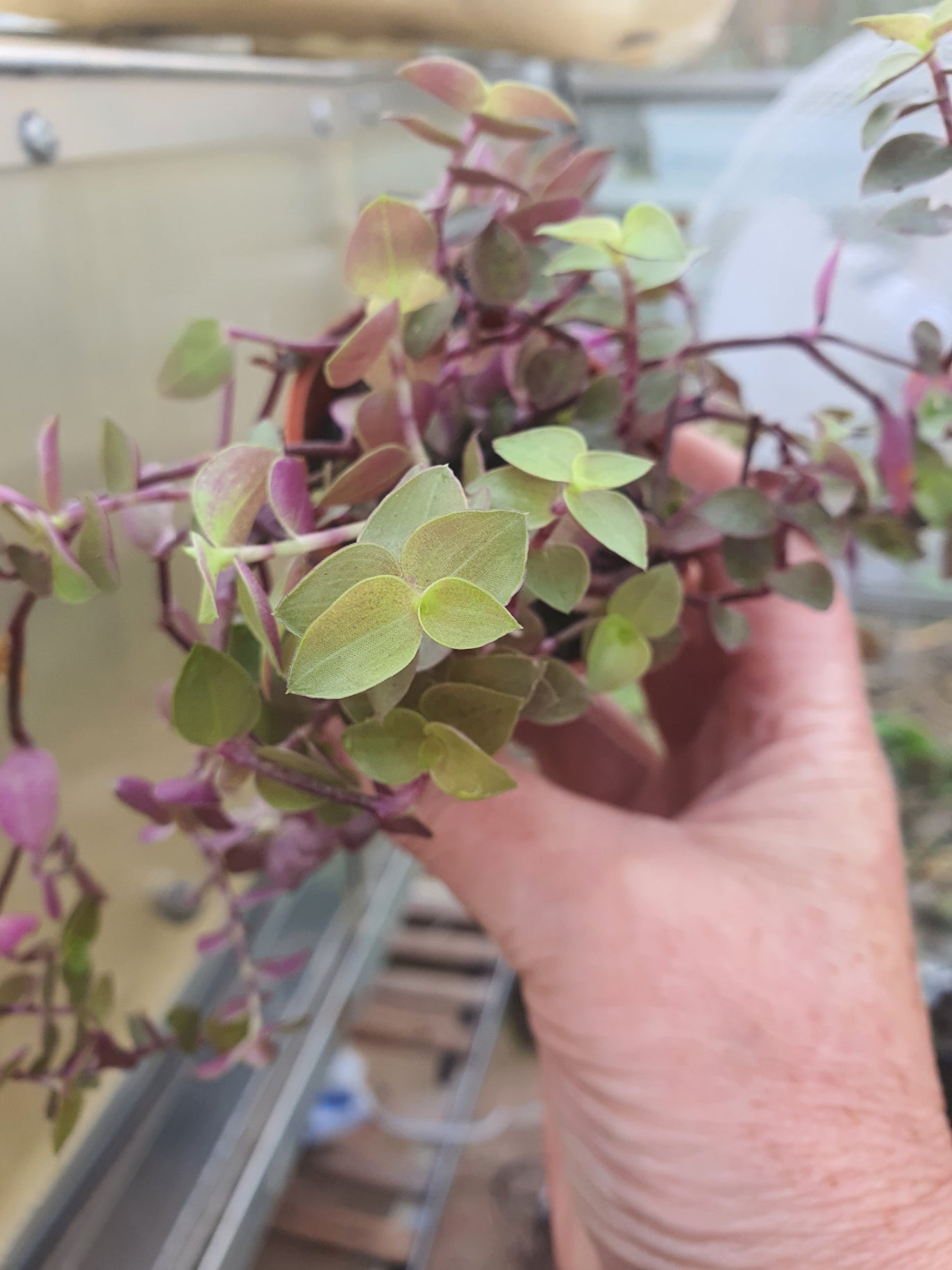 Chain Plant
