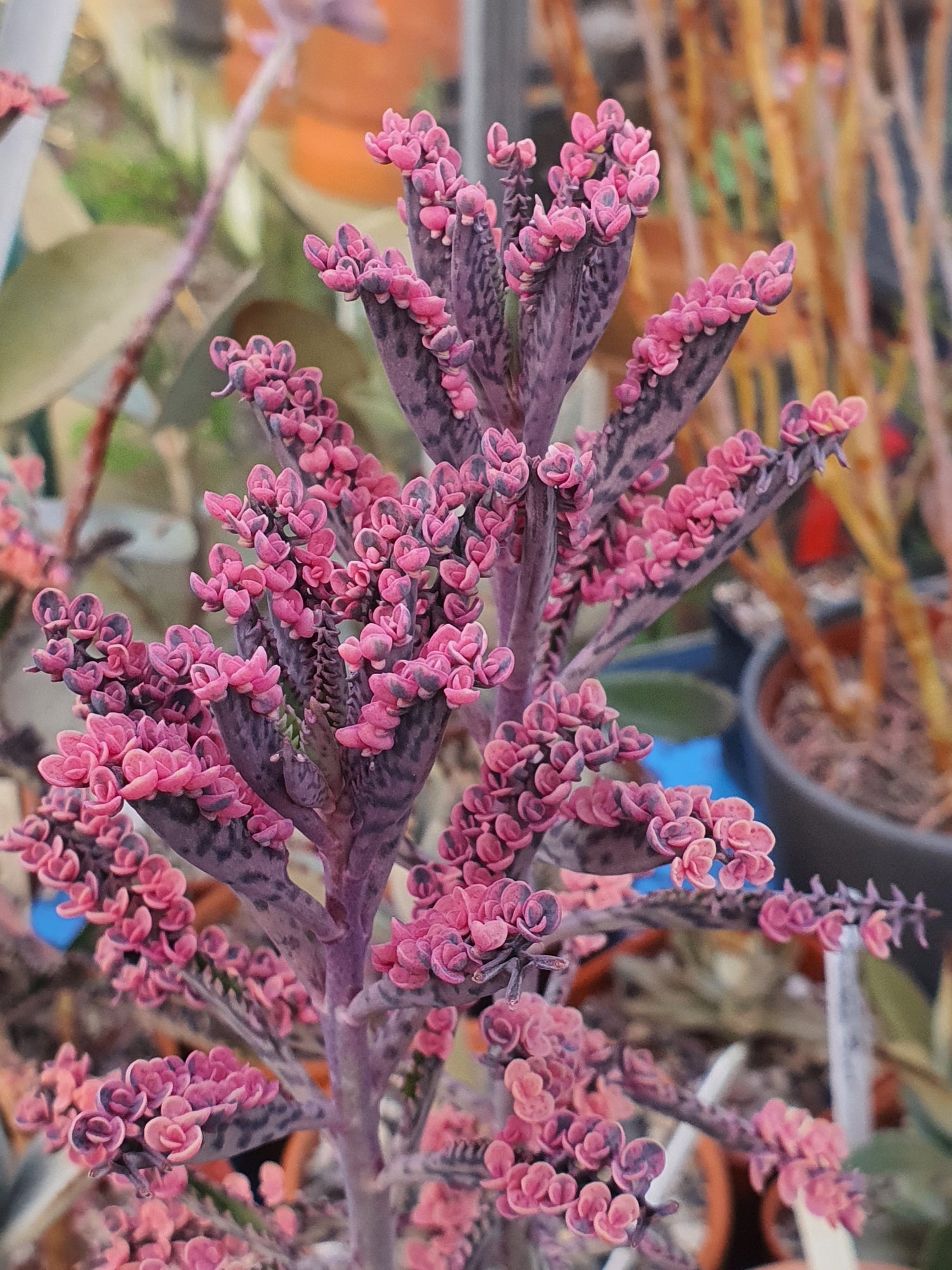 Kalanchoe
