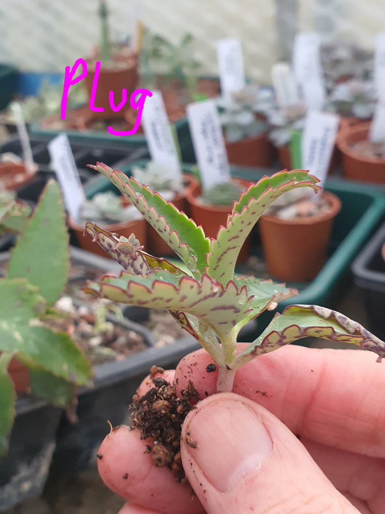 Plug Plants