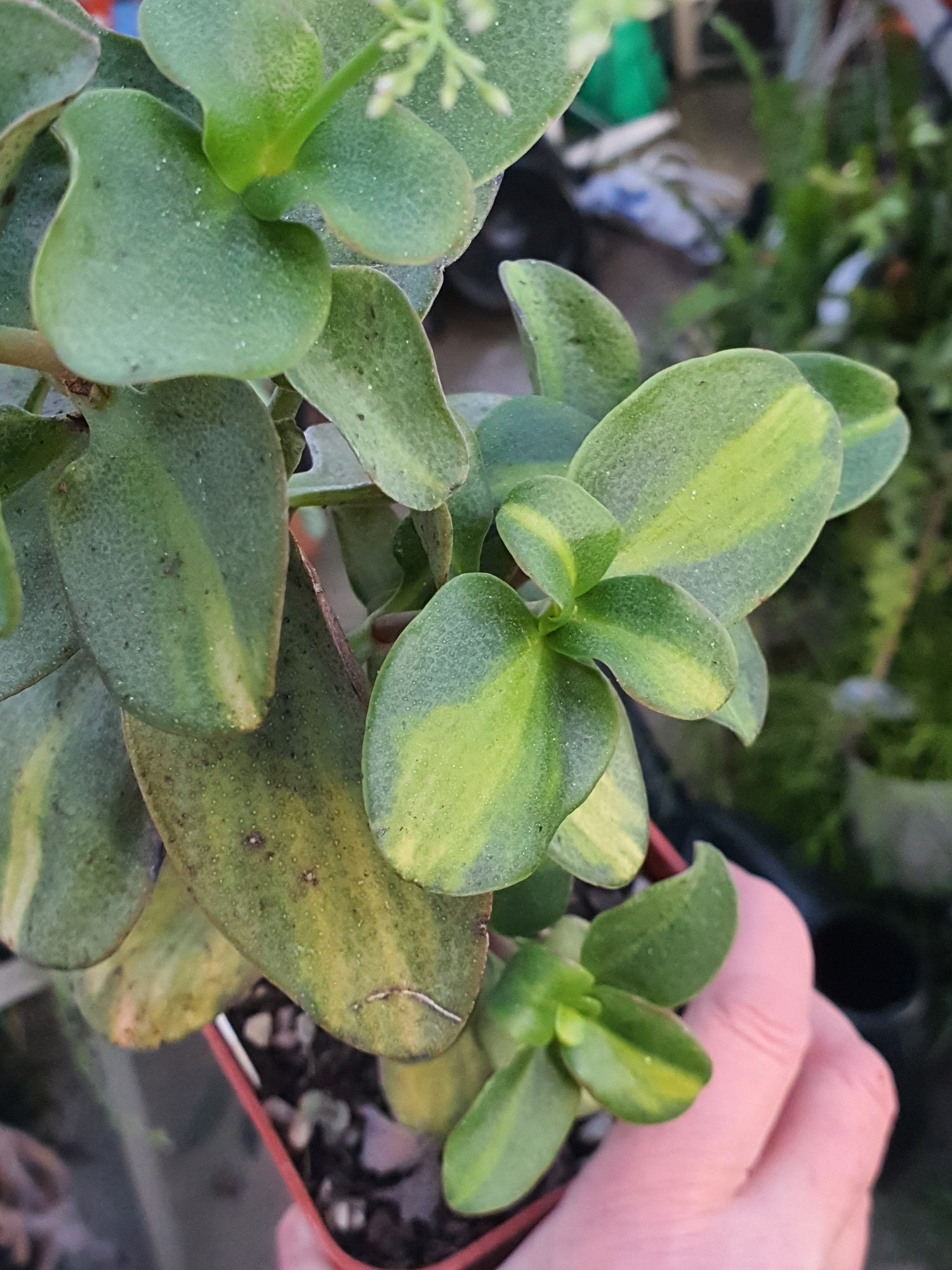 Crassula
