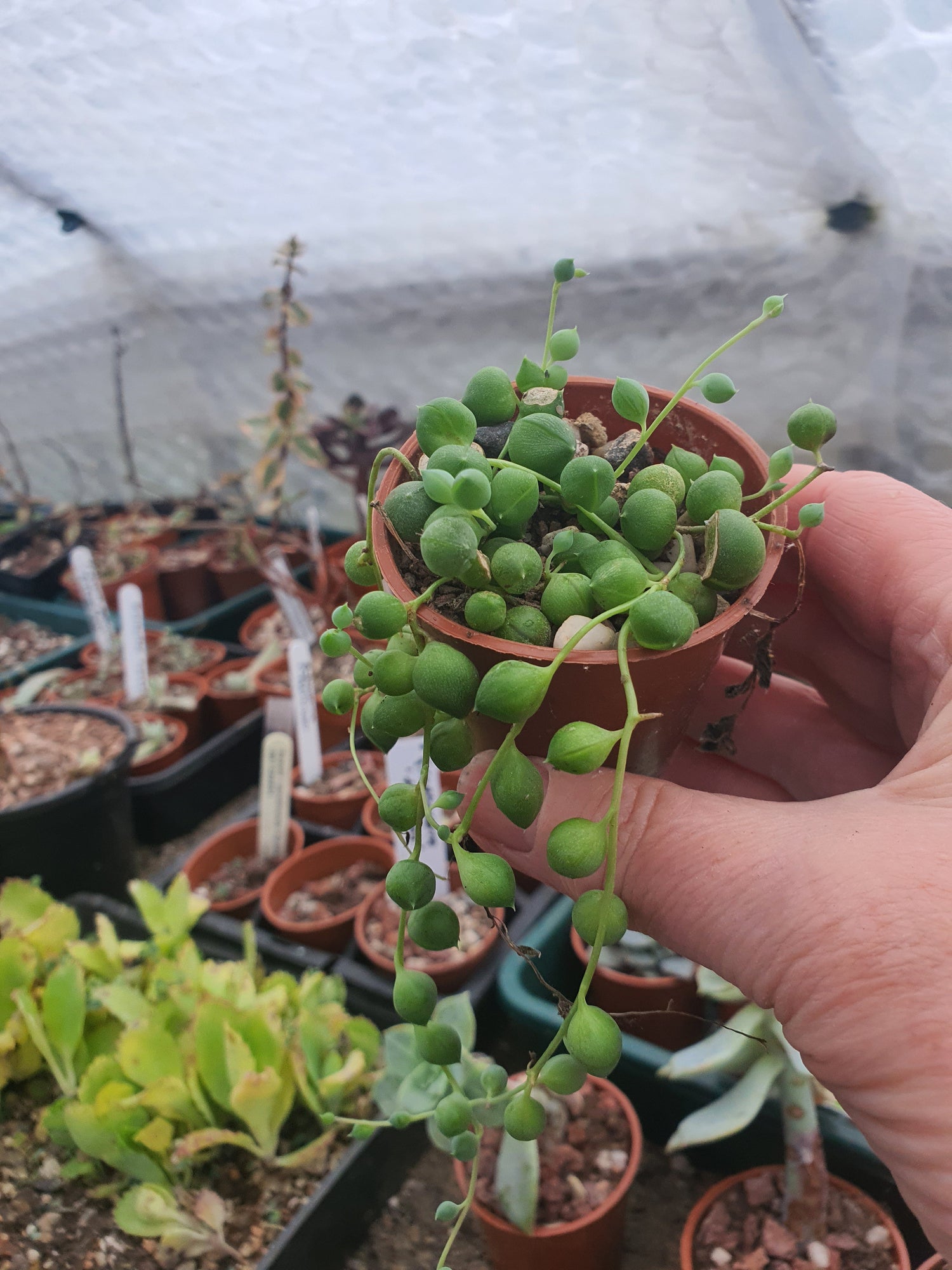 Senecio