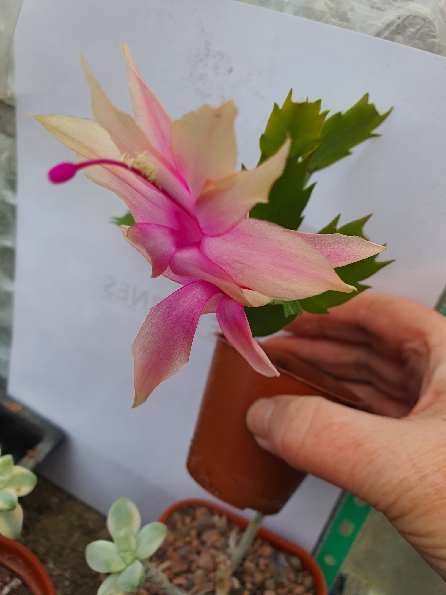 Schlumbergera