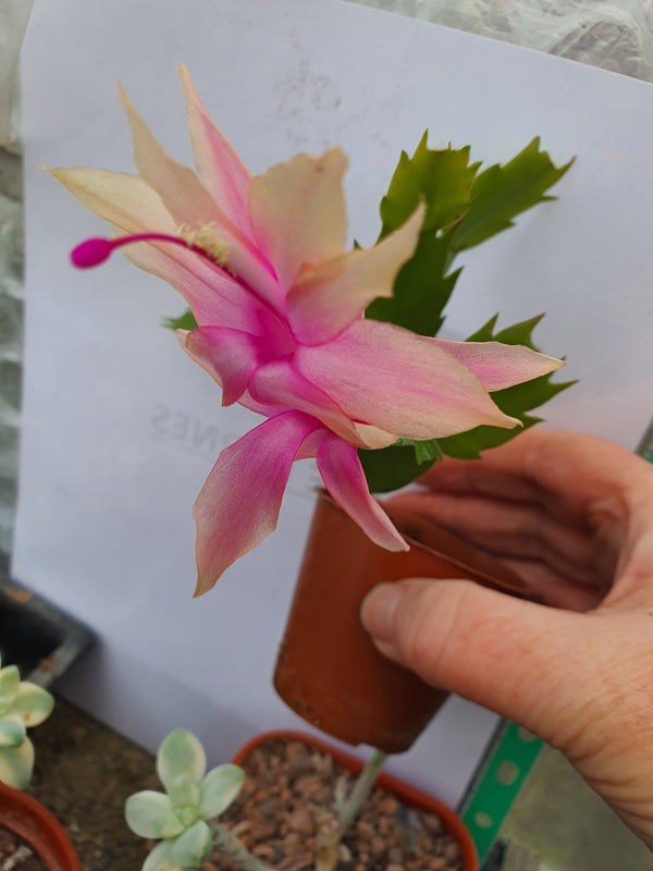 Schlumbergera