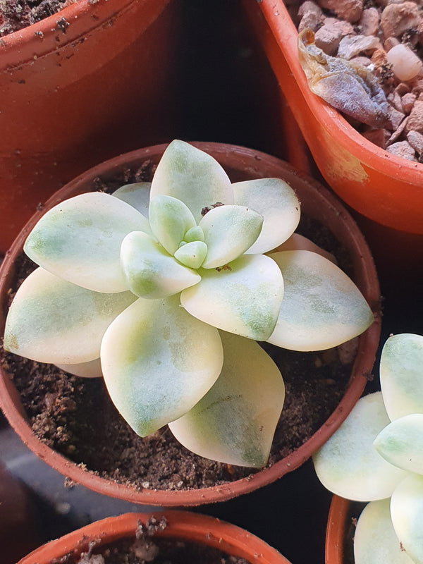 Graptoveria