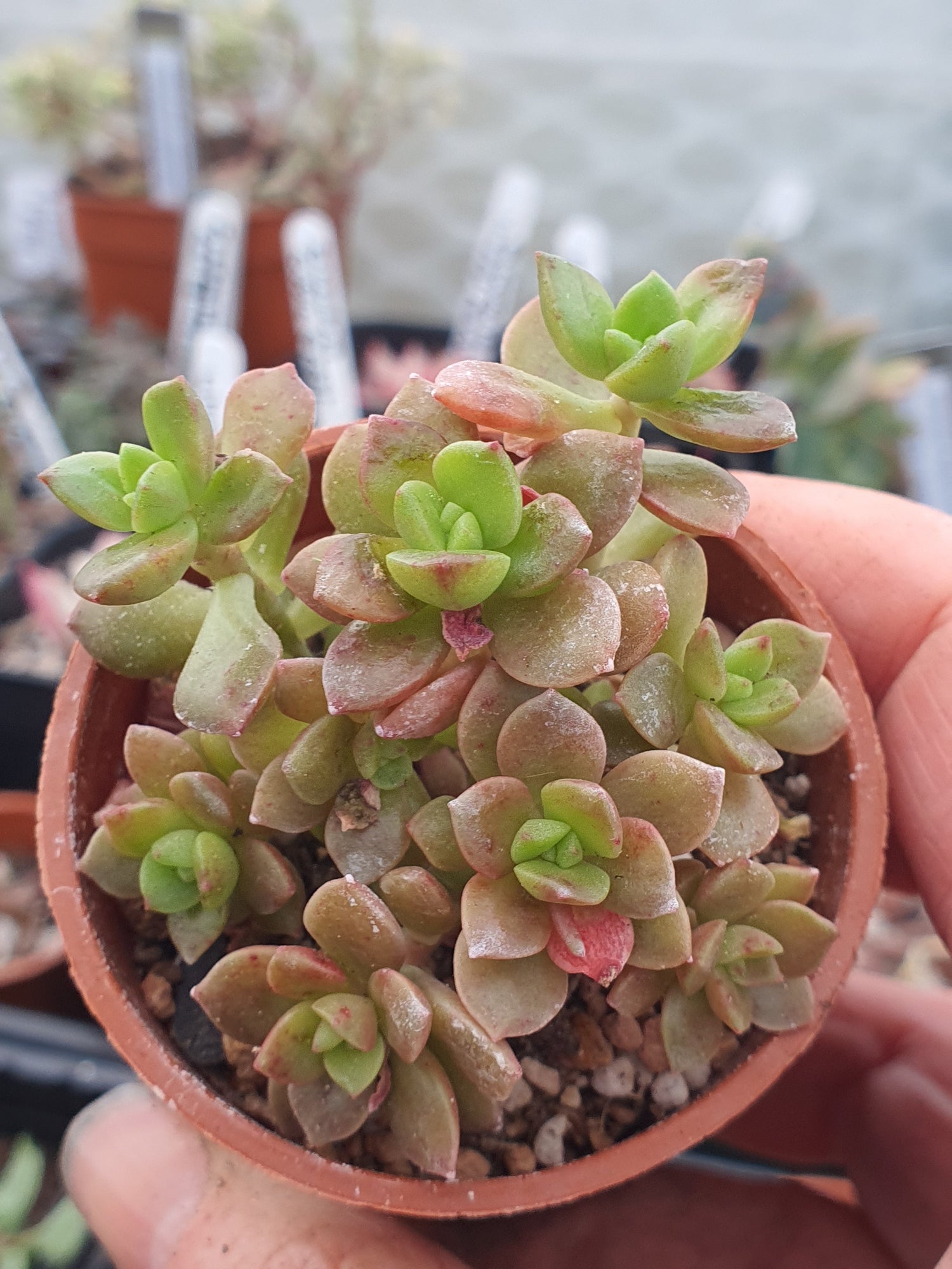Graptopetalum
