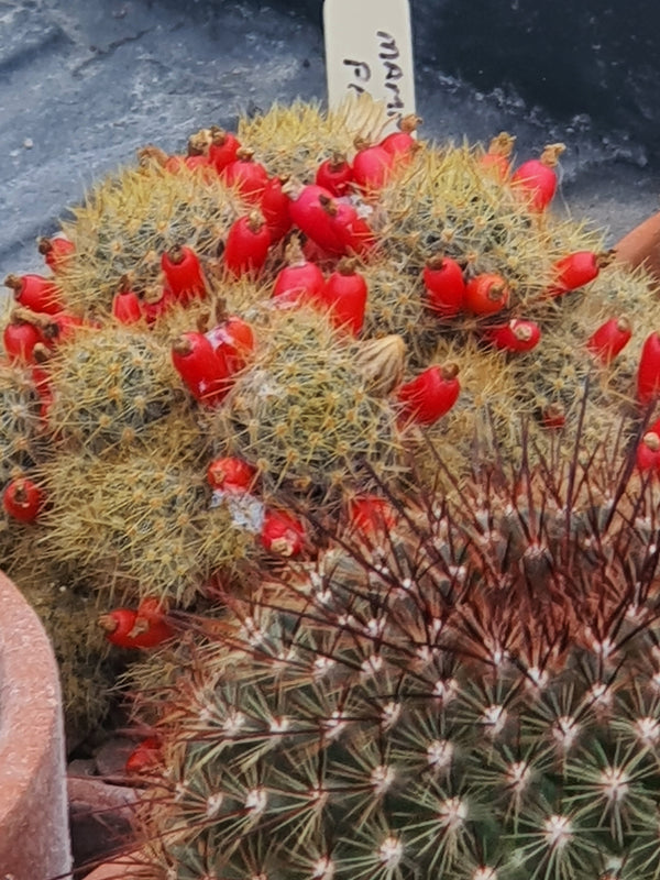 Mammillaria