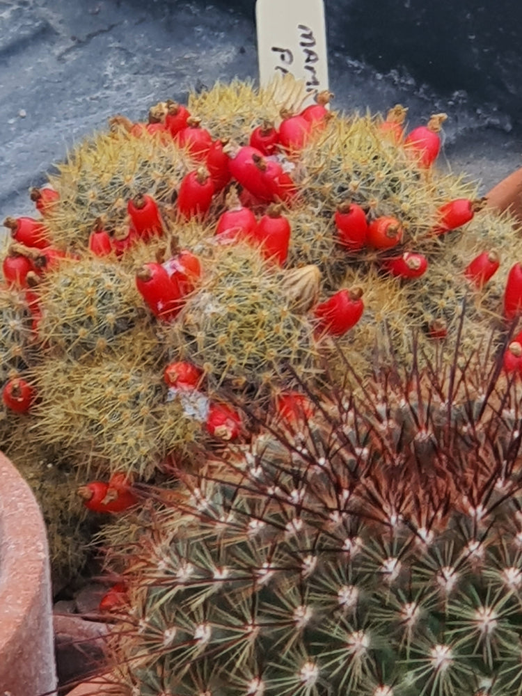 Mammillaria