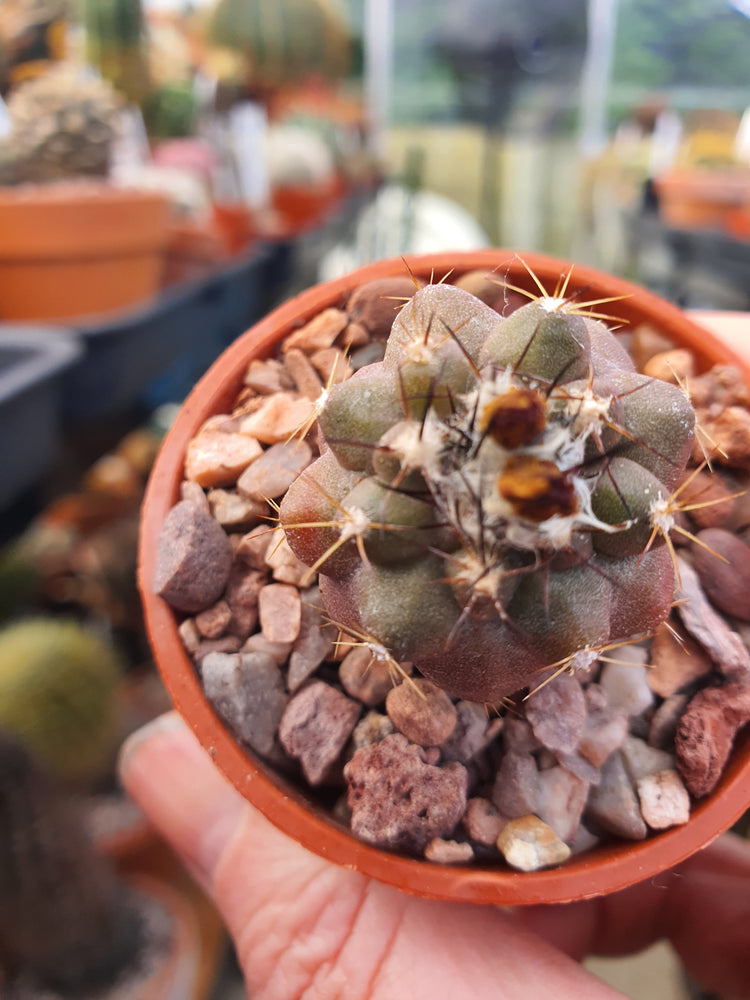 Copiapoa humilis - Dwarf Copiapoa - UK grown houseplant - Barney Plants
