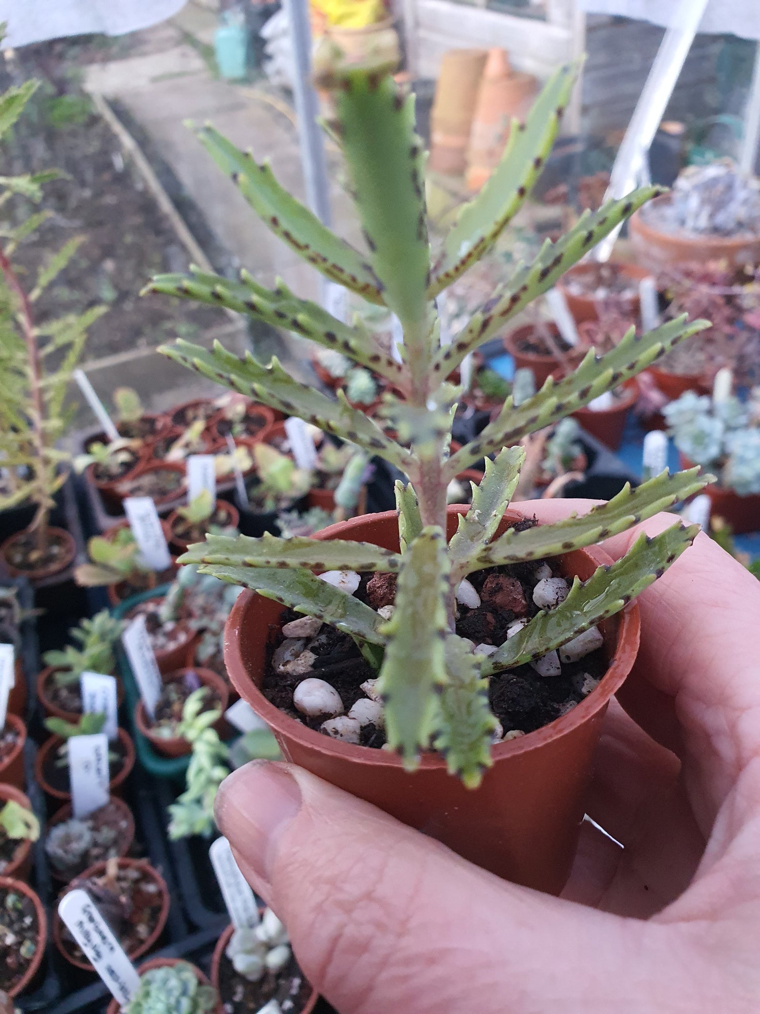 Chandelier Plant
