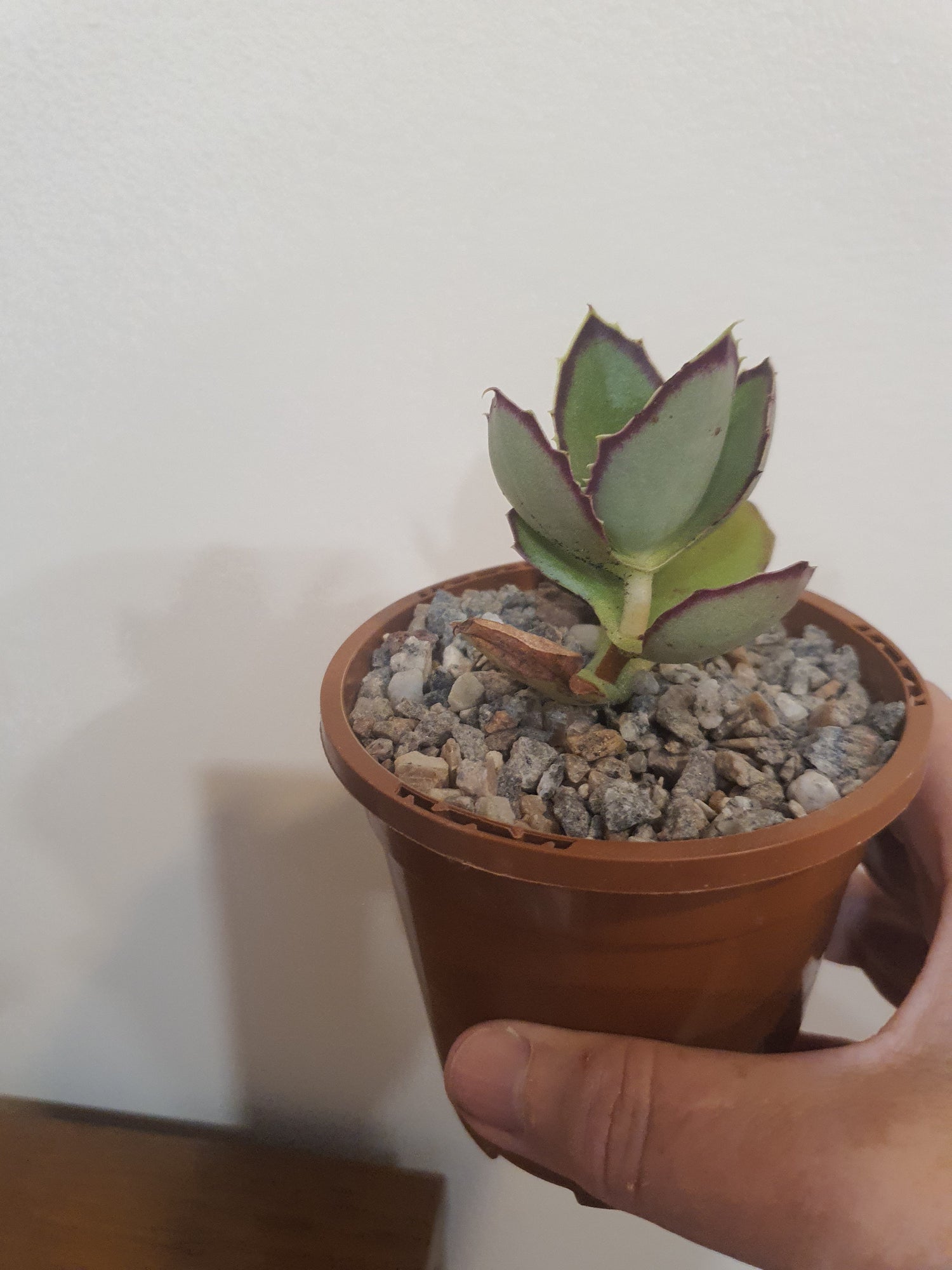 Walking Kalanchoe