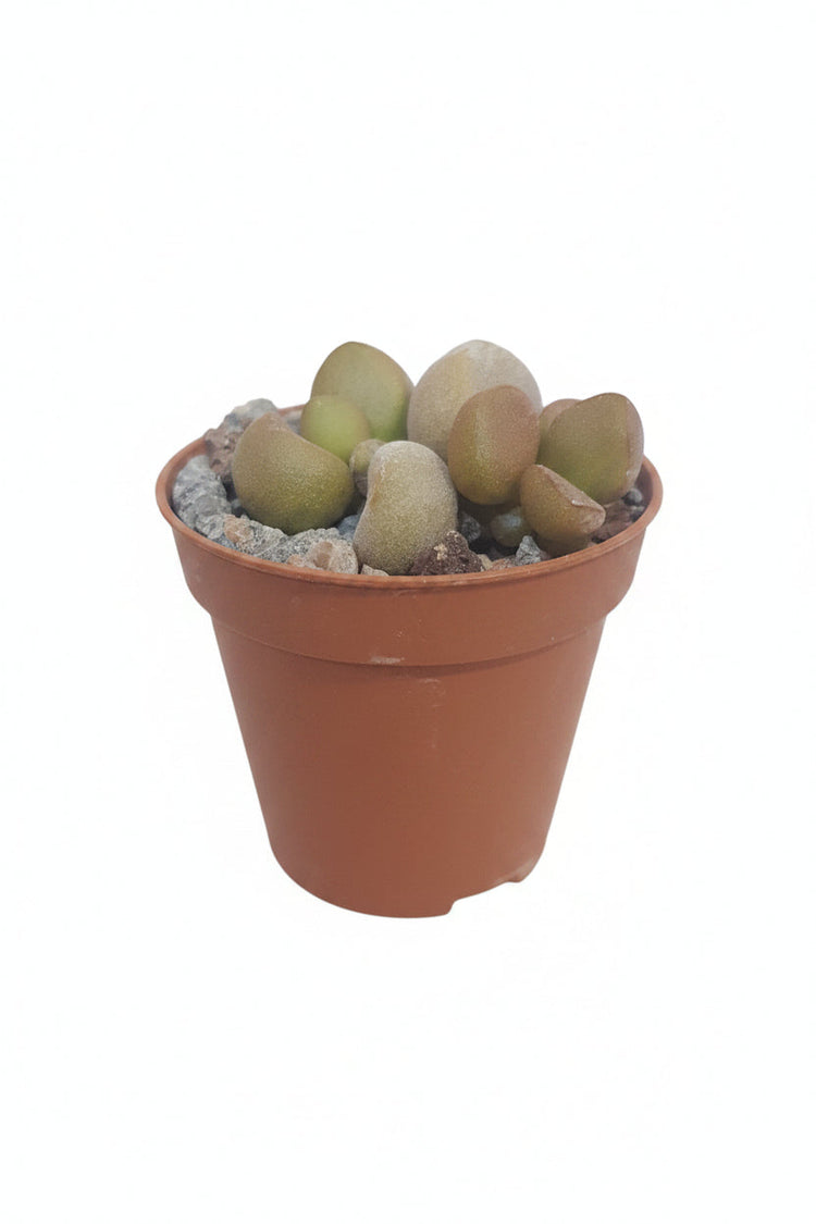 Adromischus