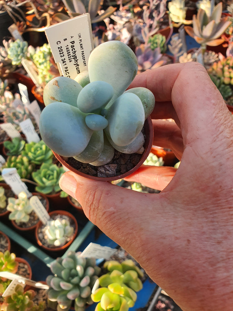 Moonstone