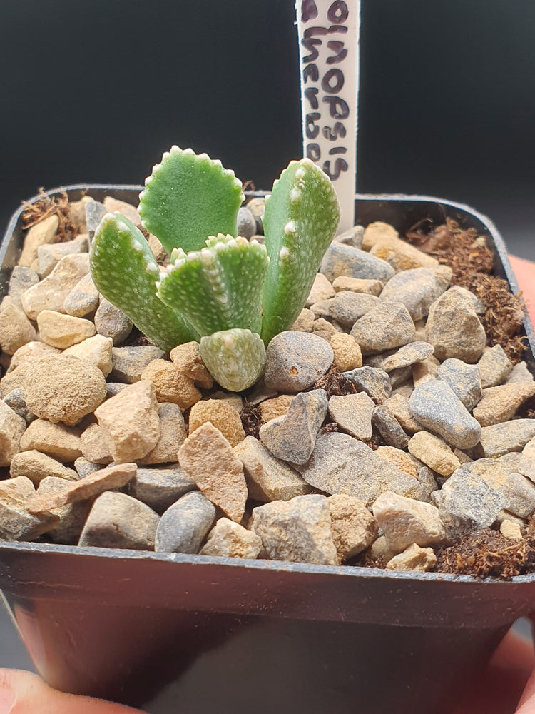 Aloinopsis malherbei = Giant Jewel Plant