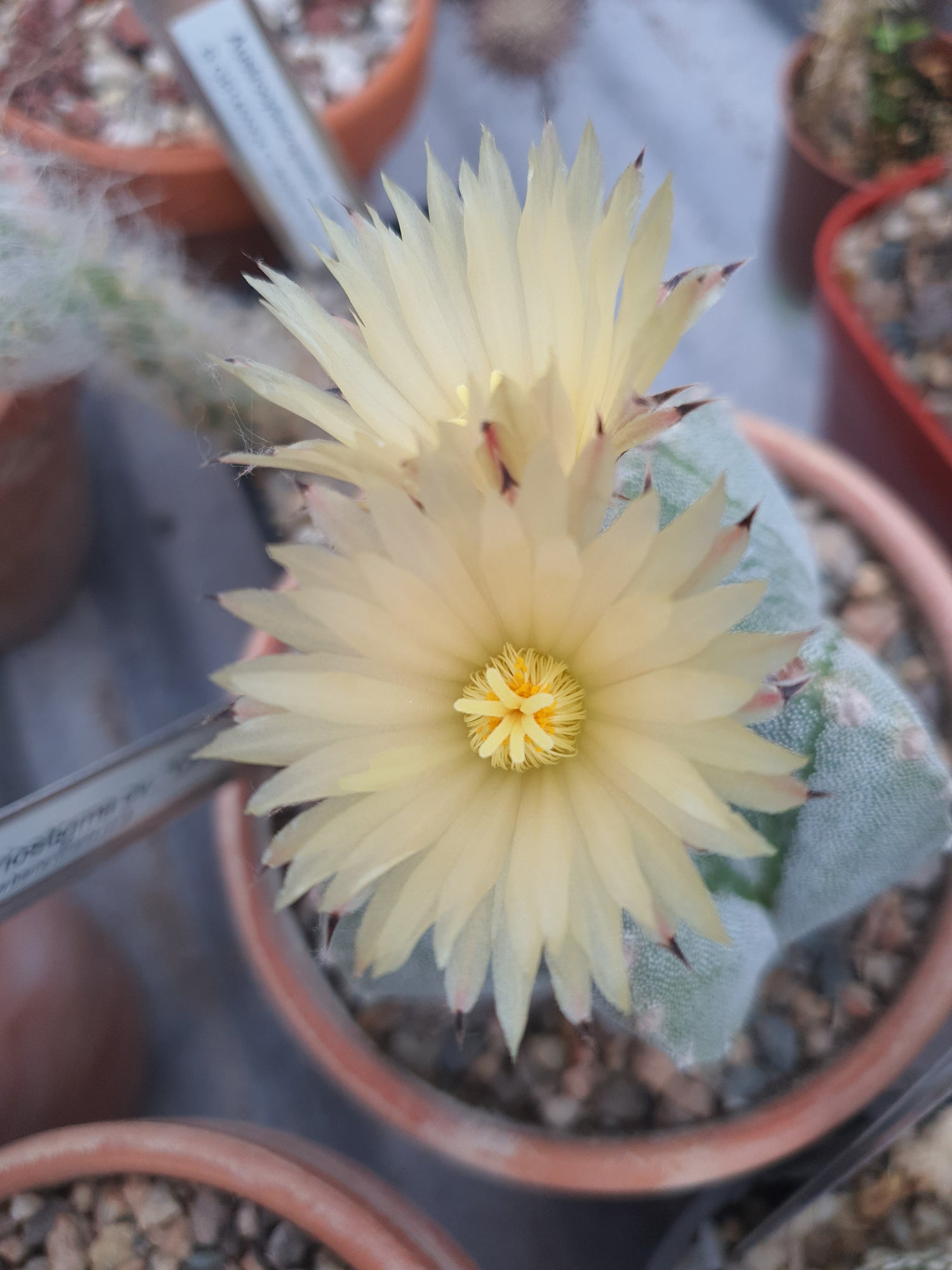 Astrophytum