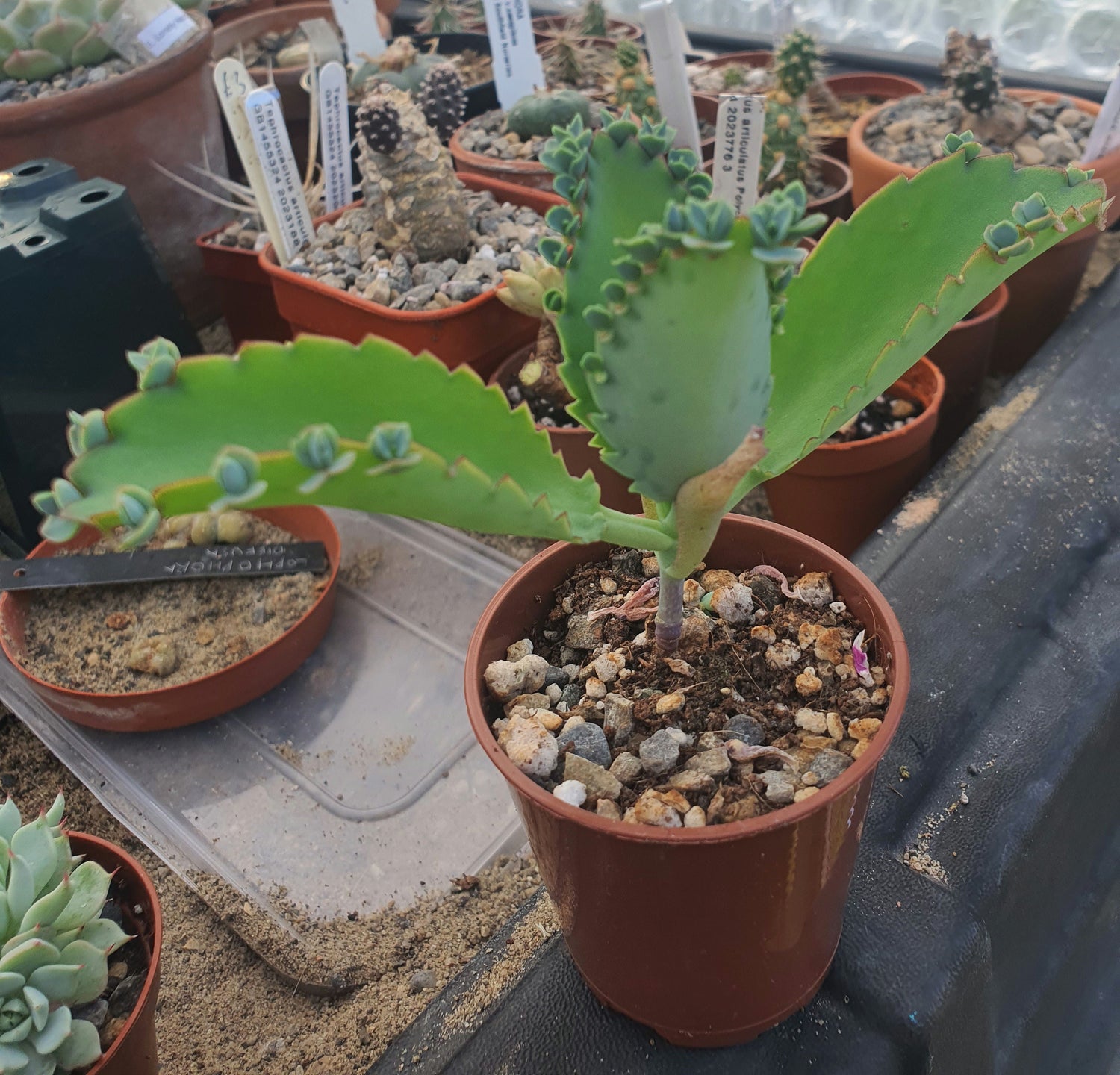 Kalanchoe pinnata (Miracle Leaf Plant) image 0
