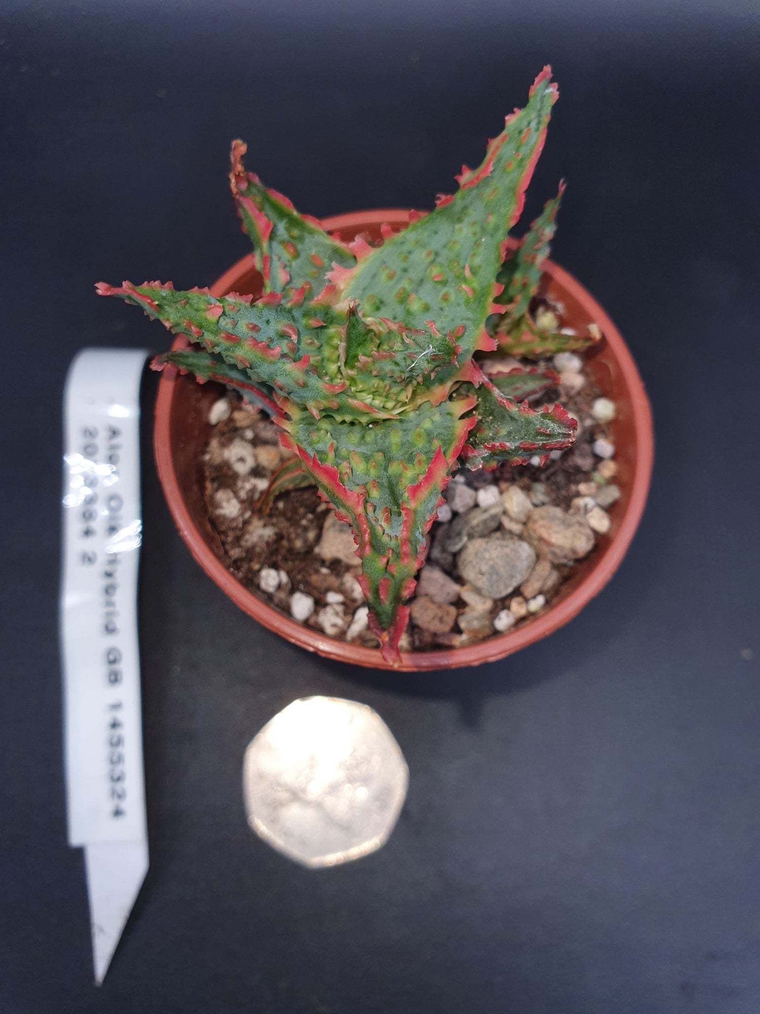 Aloe