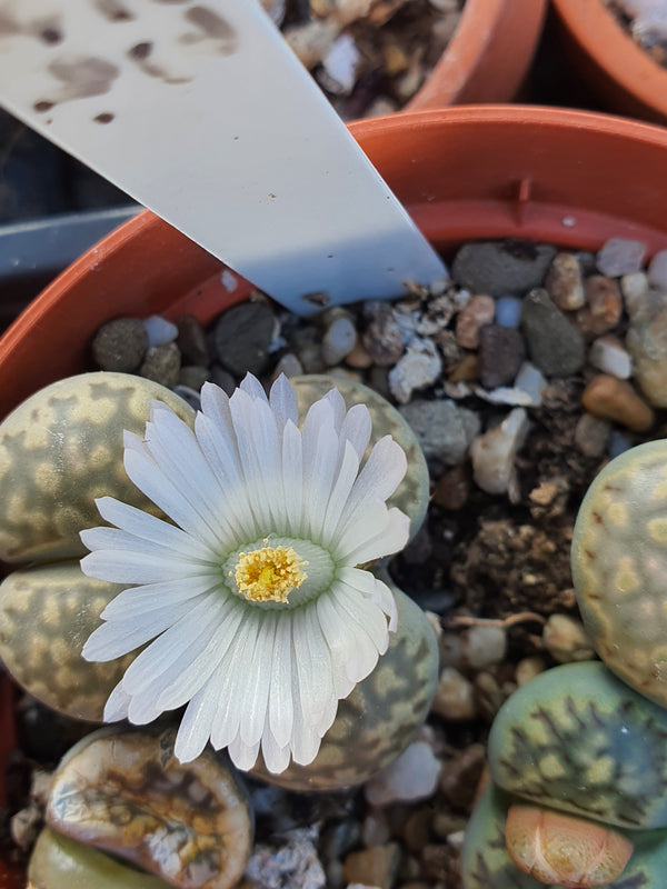 Lithops