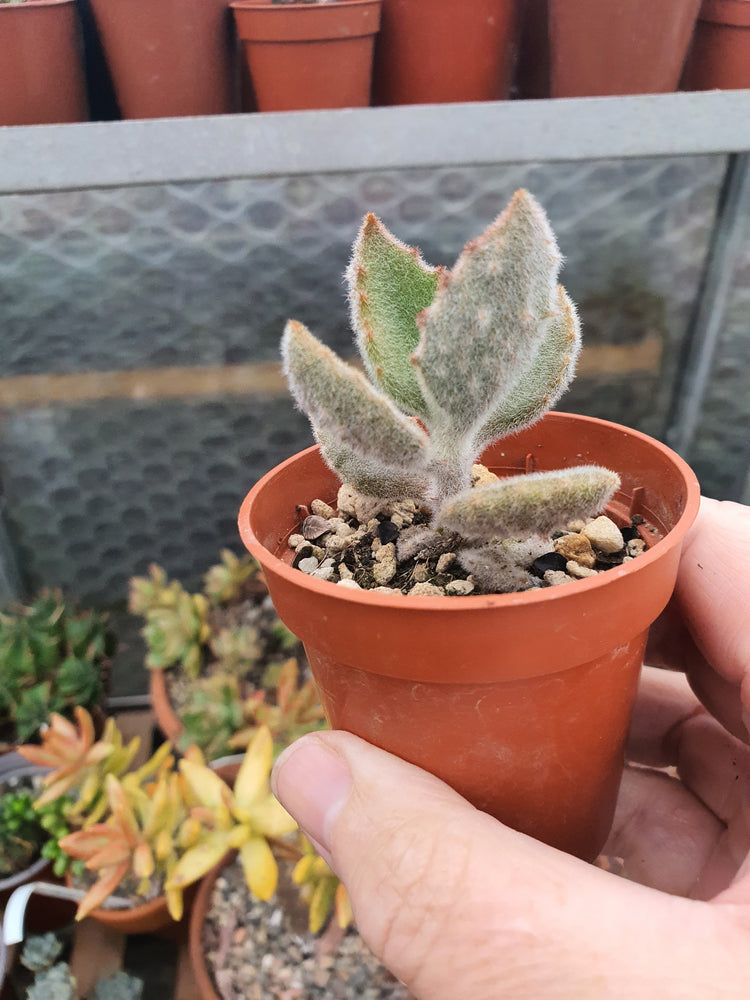 Kalanchoe beharensis 'Fang' (Felt Plant) image 0