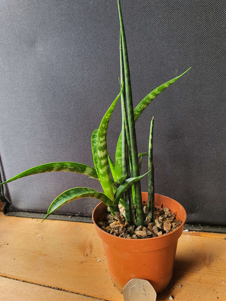 Sanseveria 'Fernwood' (Snake Plant) image 0