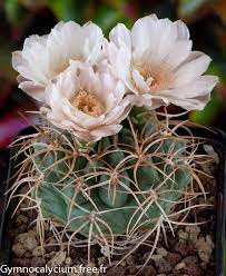 Gymnocalycium