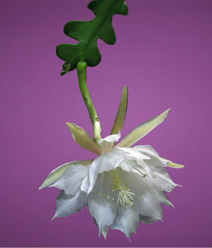 Zigzag Cactus