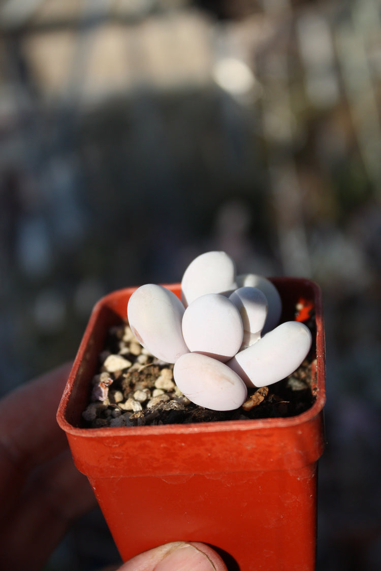 Pachyphytum