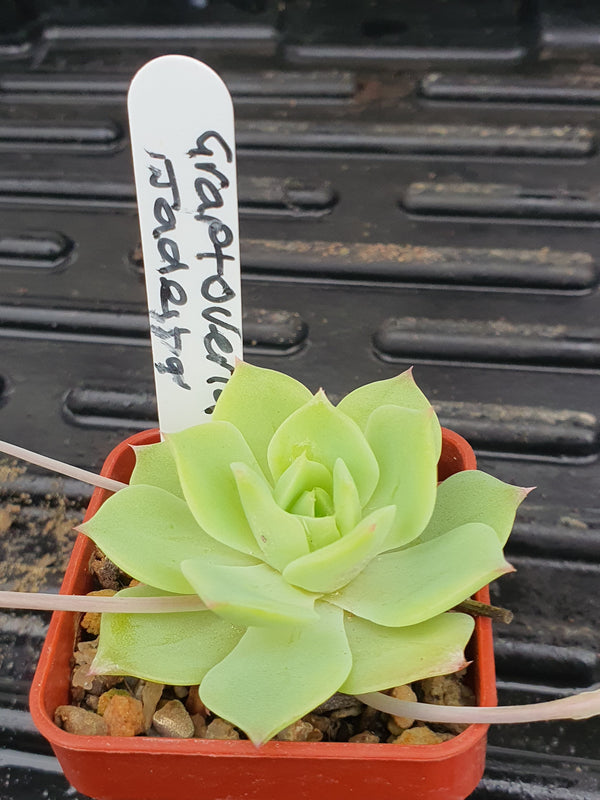 xGraptoveria