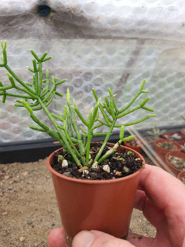 Rhipsalis burchellii (Mistletoe Cactus) - UK grown houseplant - Barney Plants
