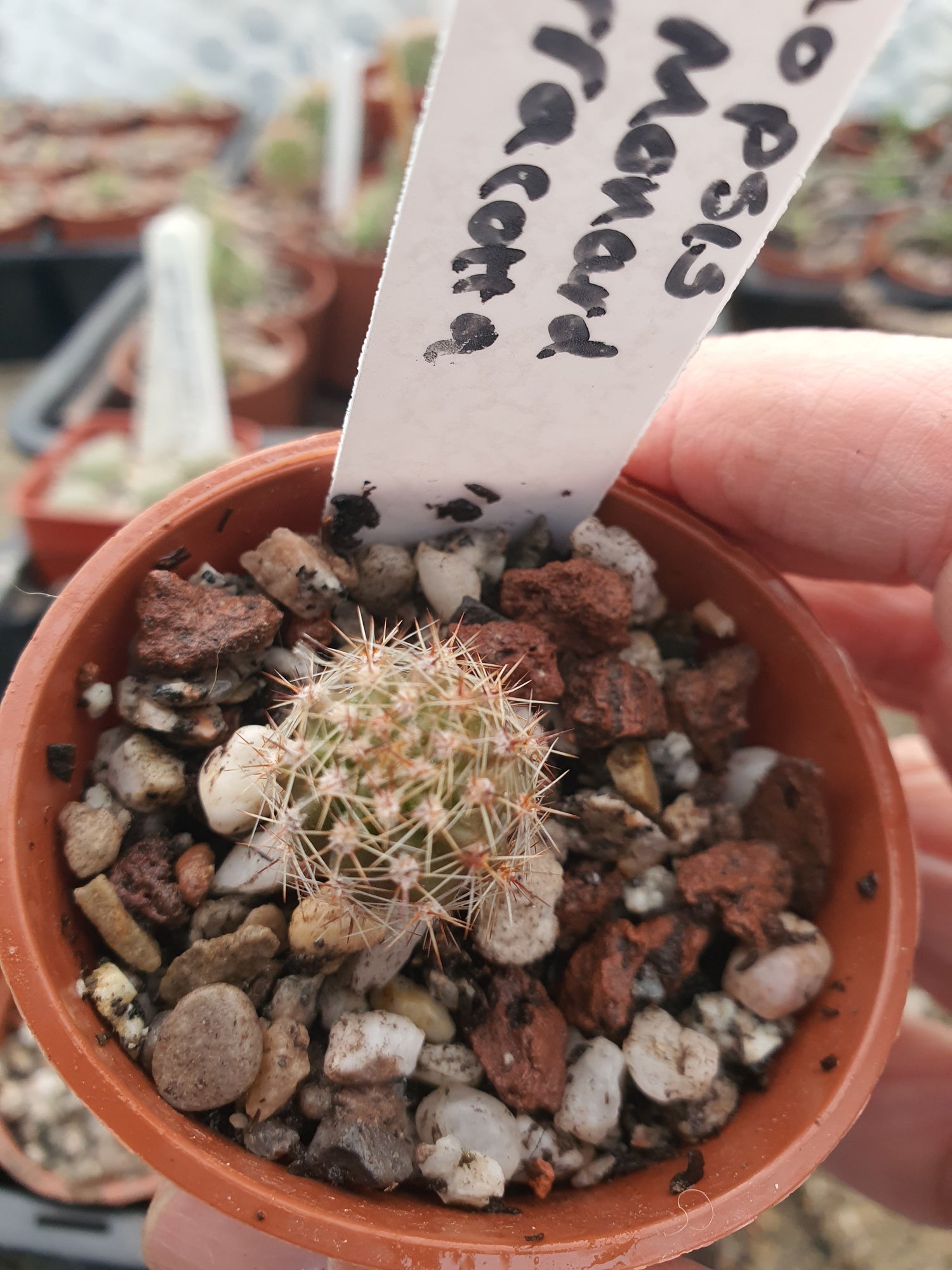 Echinopsis